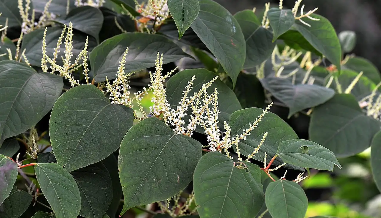 How to get rid of japanese knotweed