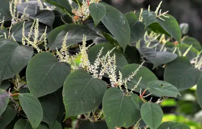 How to get rid of japanese knotweed