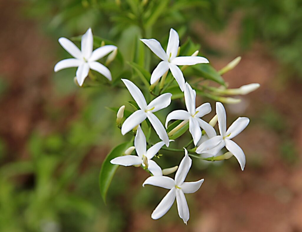Jasmine officinale