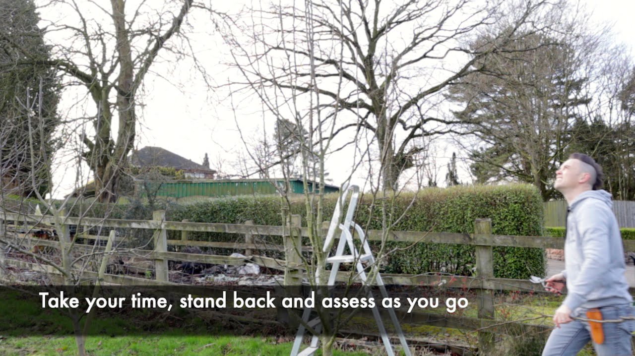 Lee Burkhill standing back from a pear tree to check the open goblet shape after pruning