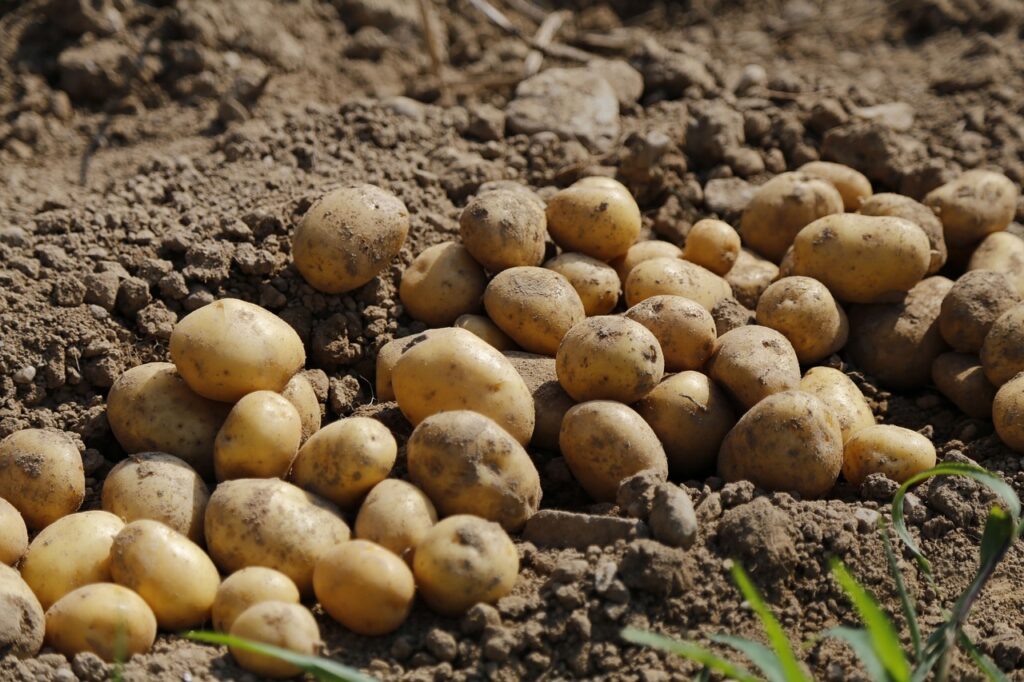 Potatoes in the ground