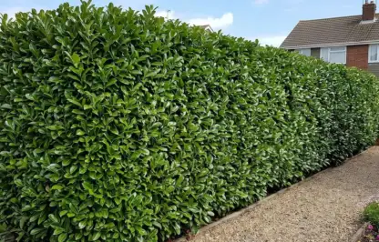 A healthy laurel hedge