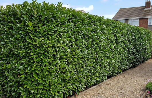 A healthy laurel hedge