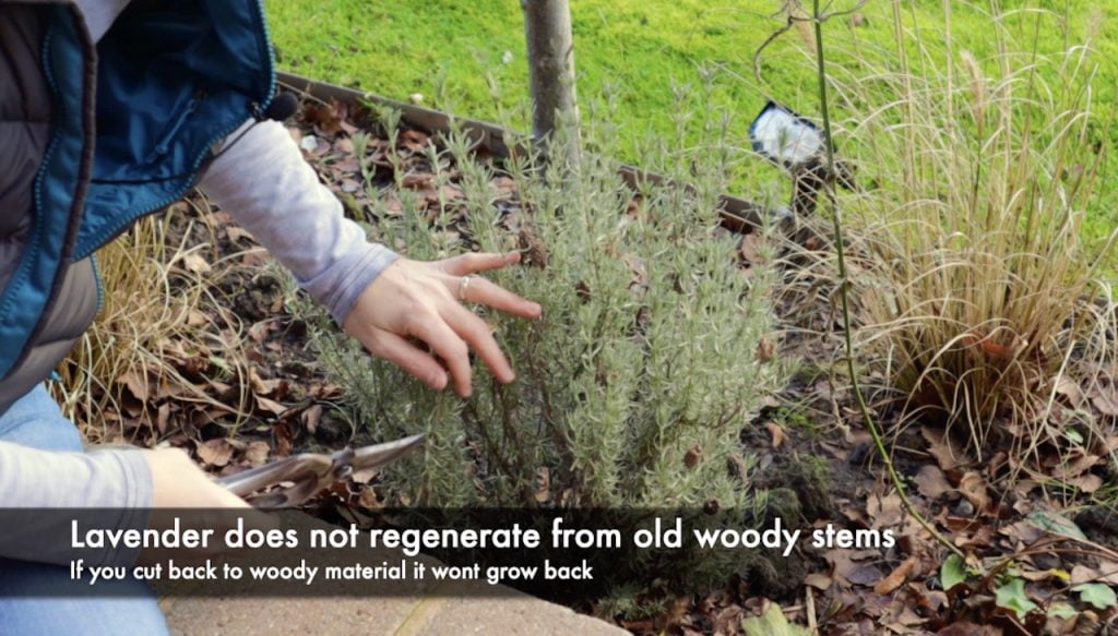 Woody lavender growth to avoid