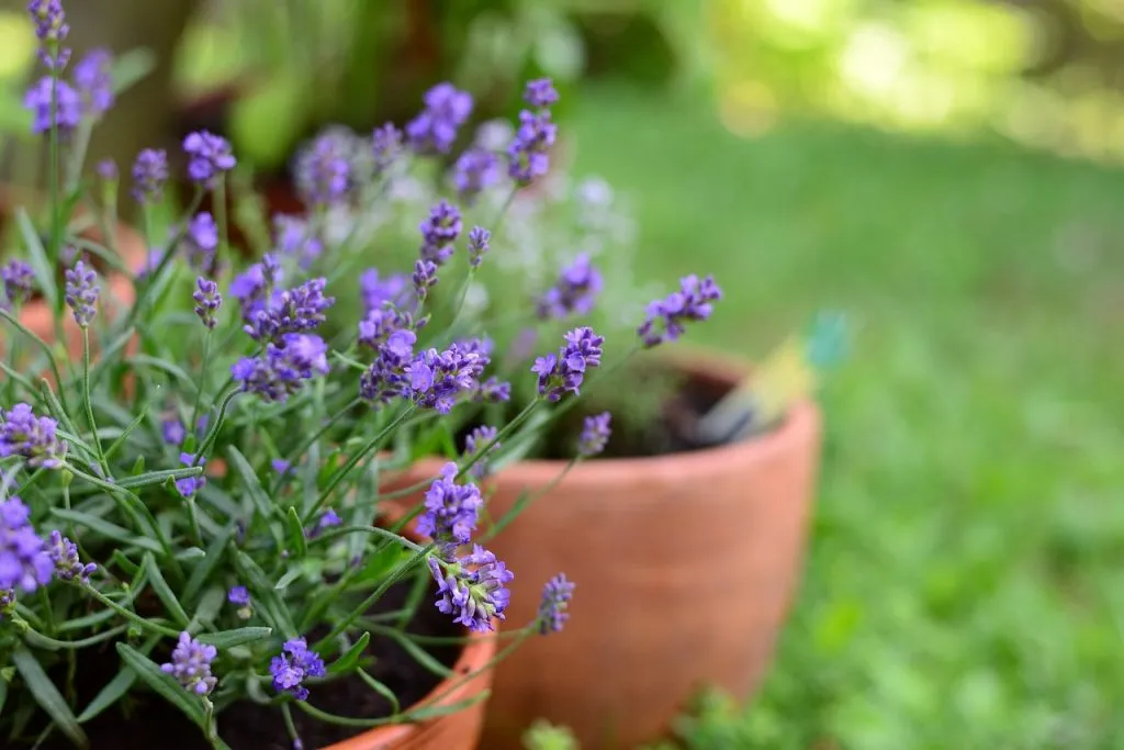 Pots of lavender