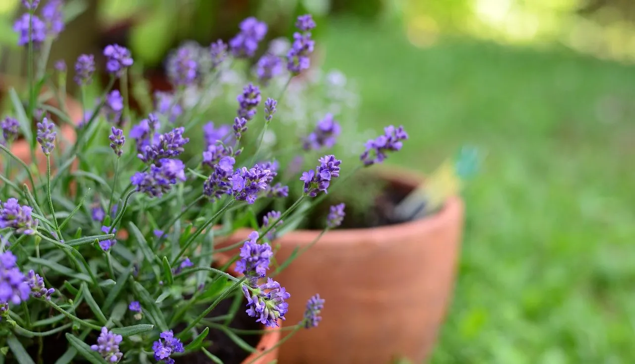 Pots of lavender