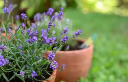Pots of lavender