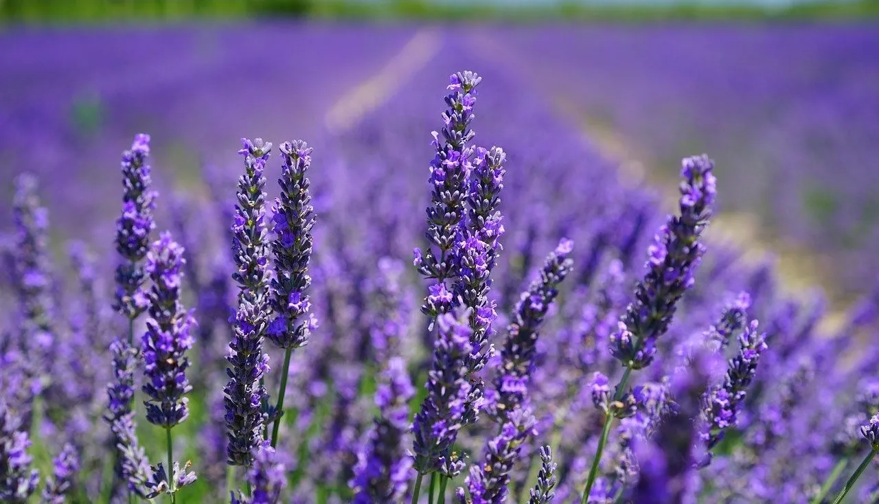 Purple lavender in a field