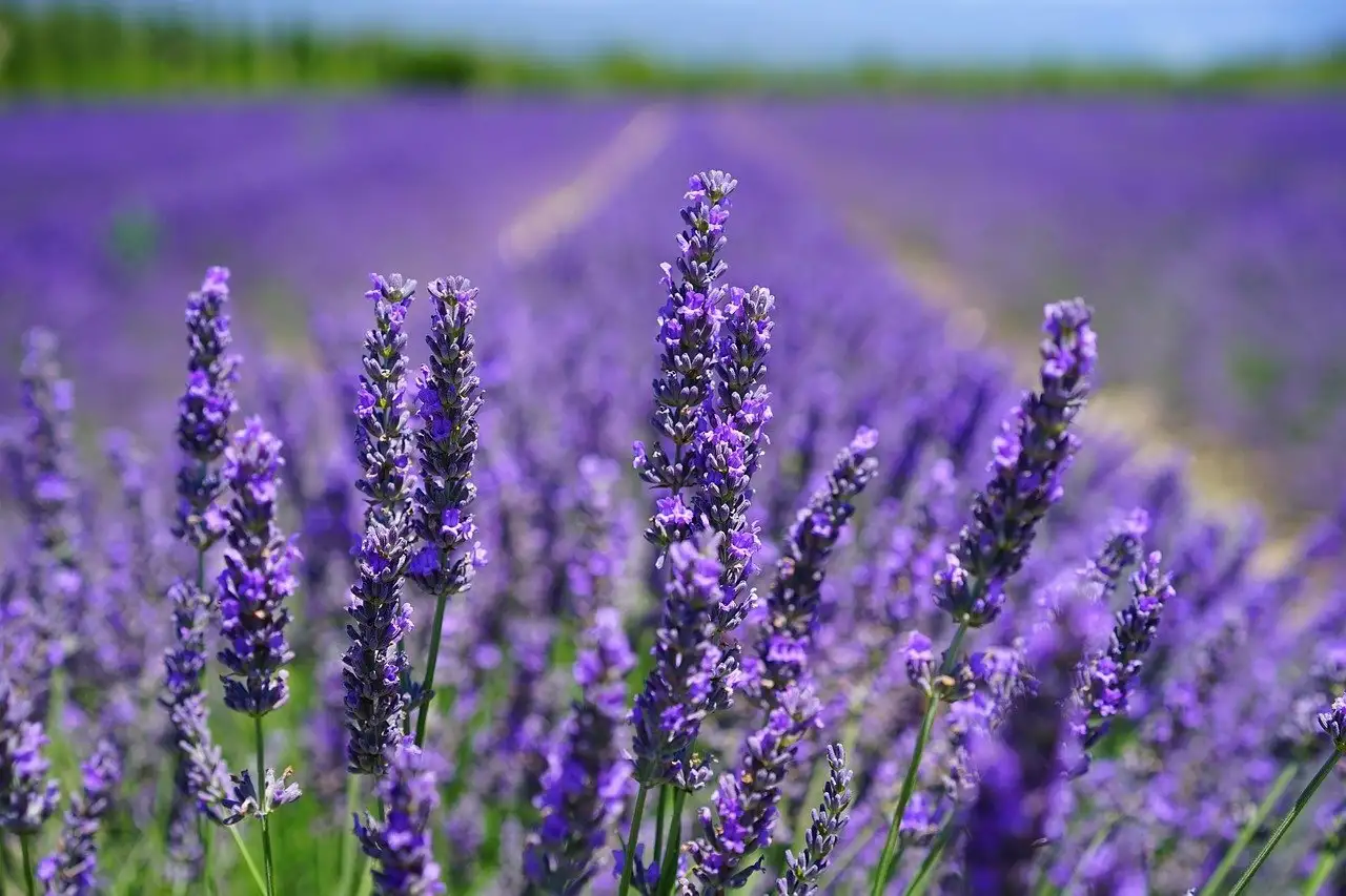 Purple lavender in a field