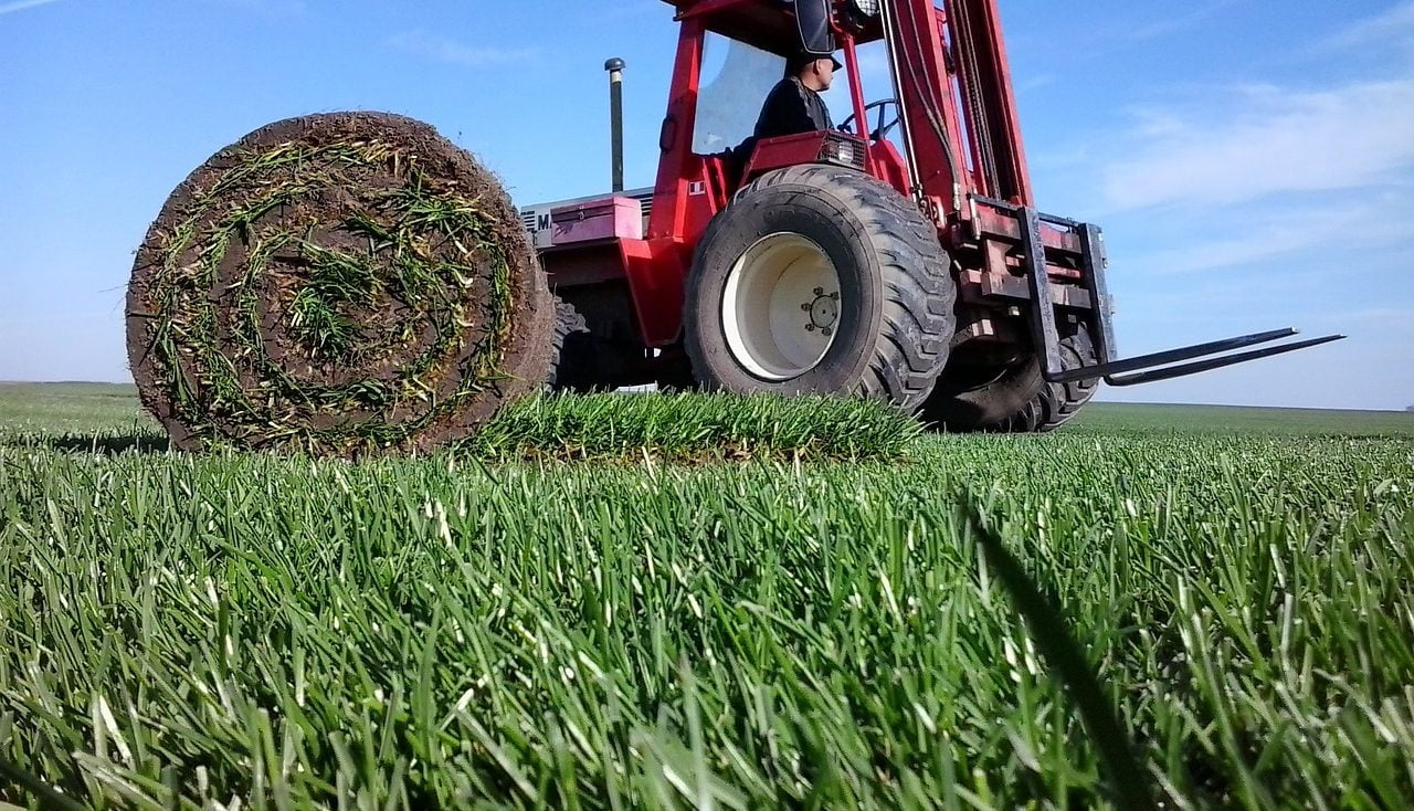 A machine cutting rolls of turf