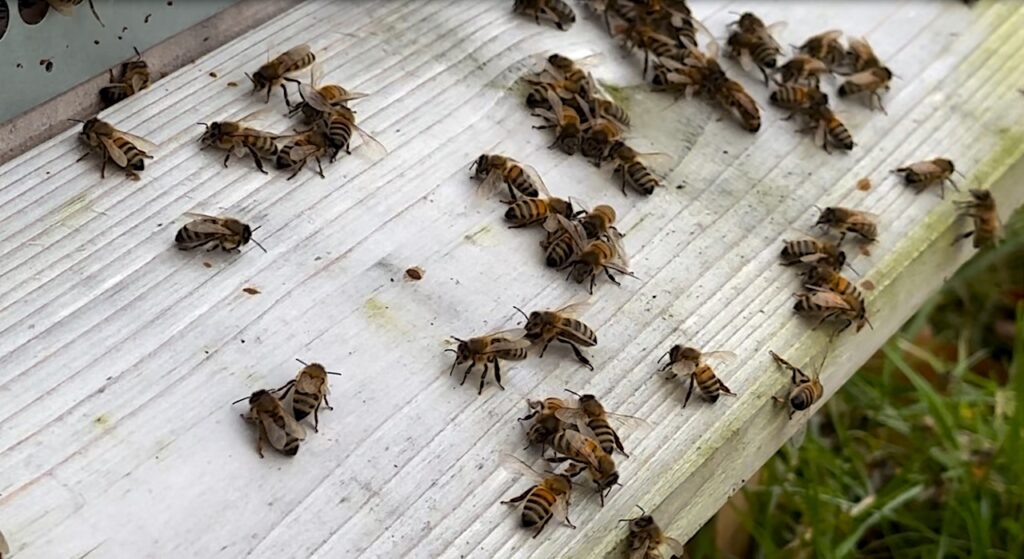 Lee Burkhill Bee Keeper