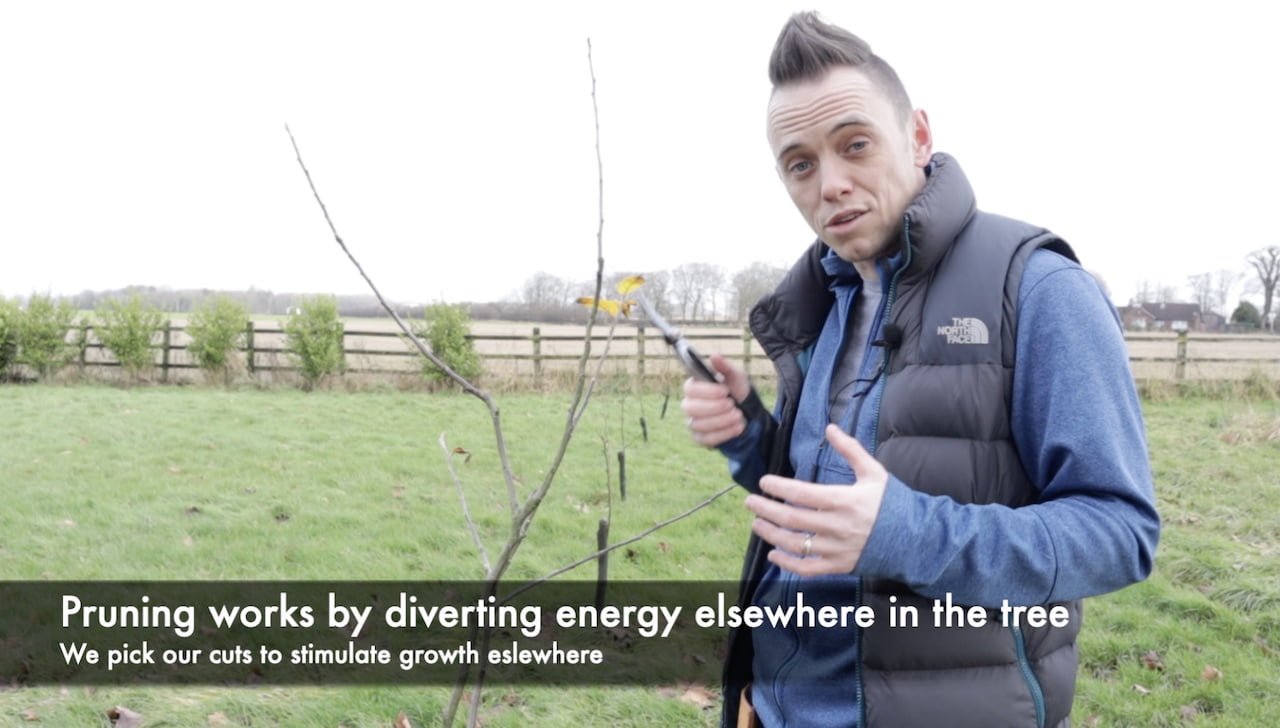 Winter Plant Pruning Guide: Everything You Need to Know to Cut Back in ...