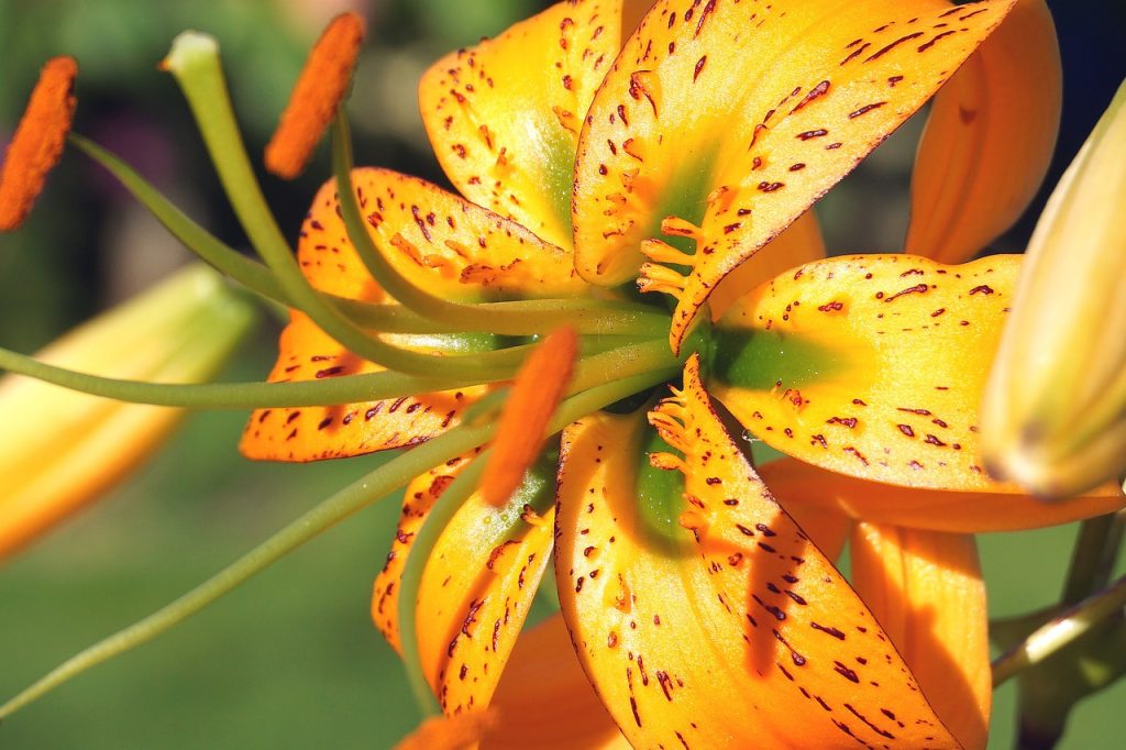 Orange Asiatic lily flower