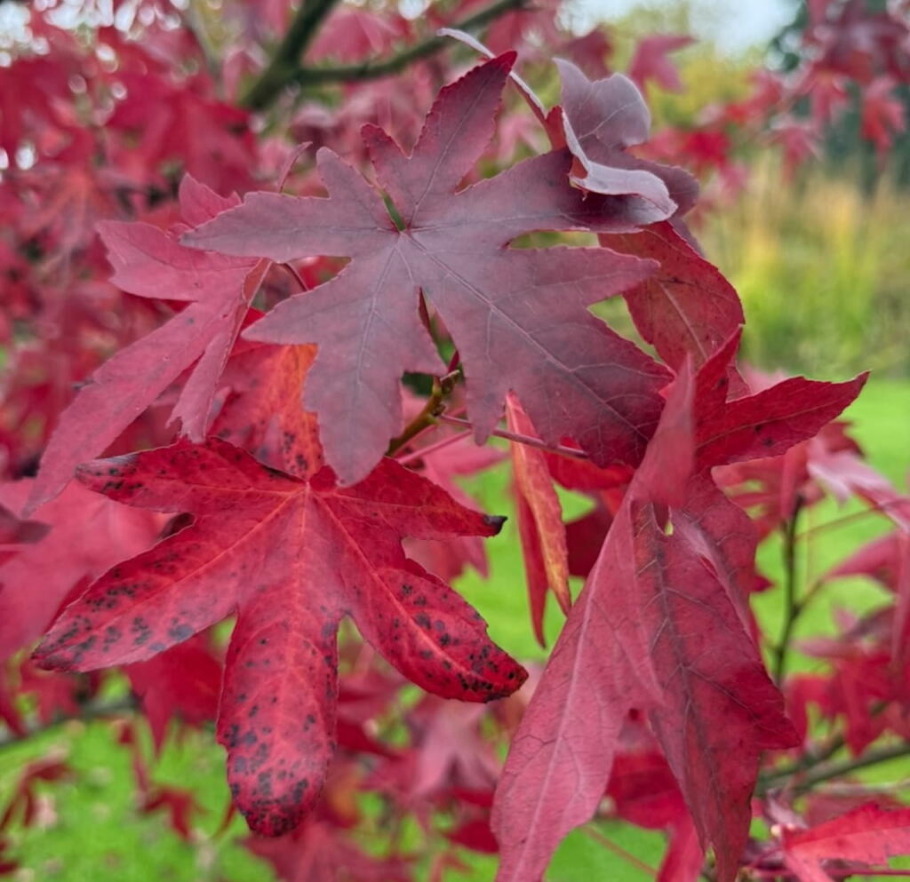 Liquidamber red leaves