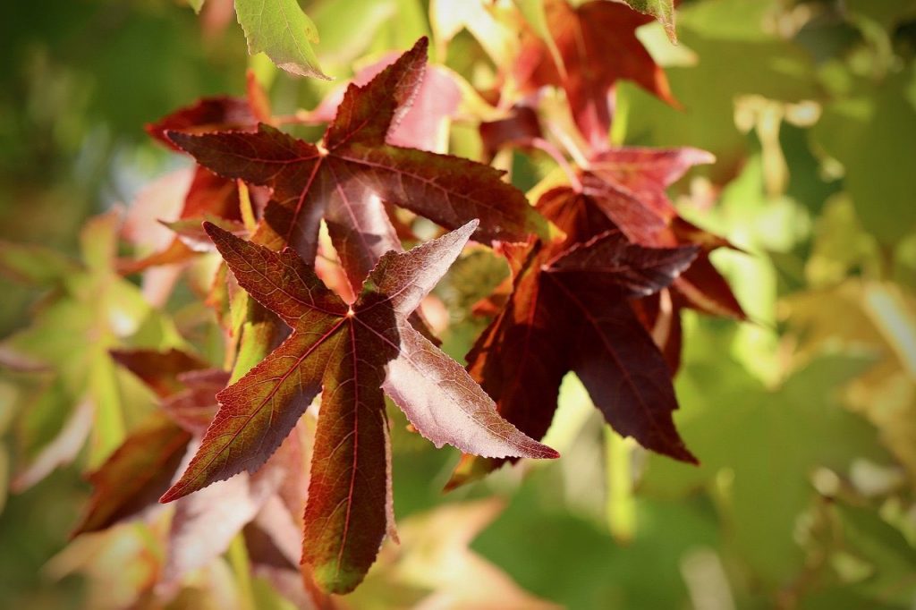 Red leaves on a liquidamber