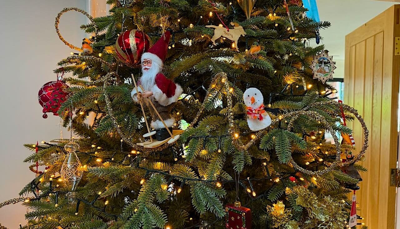 Living christmas tree guide