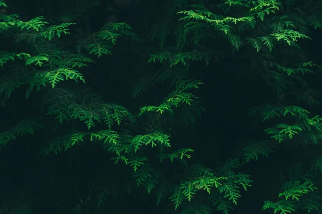 Advice on planting leylandii conifers