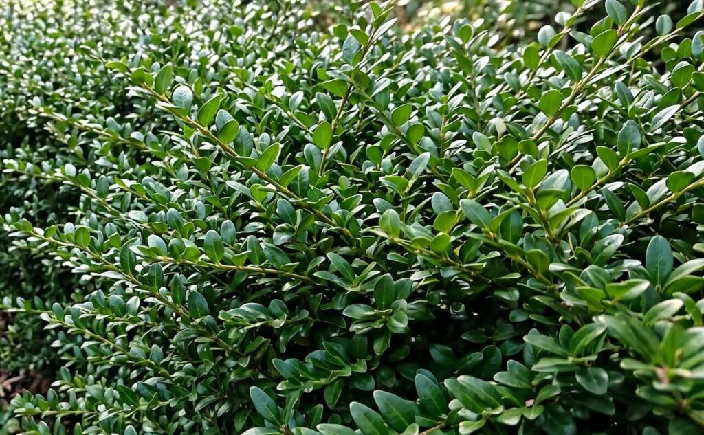 Lonicera hedging as a box alternative