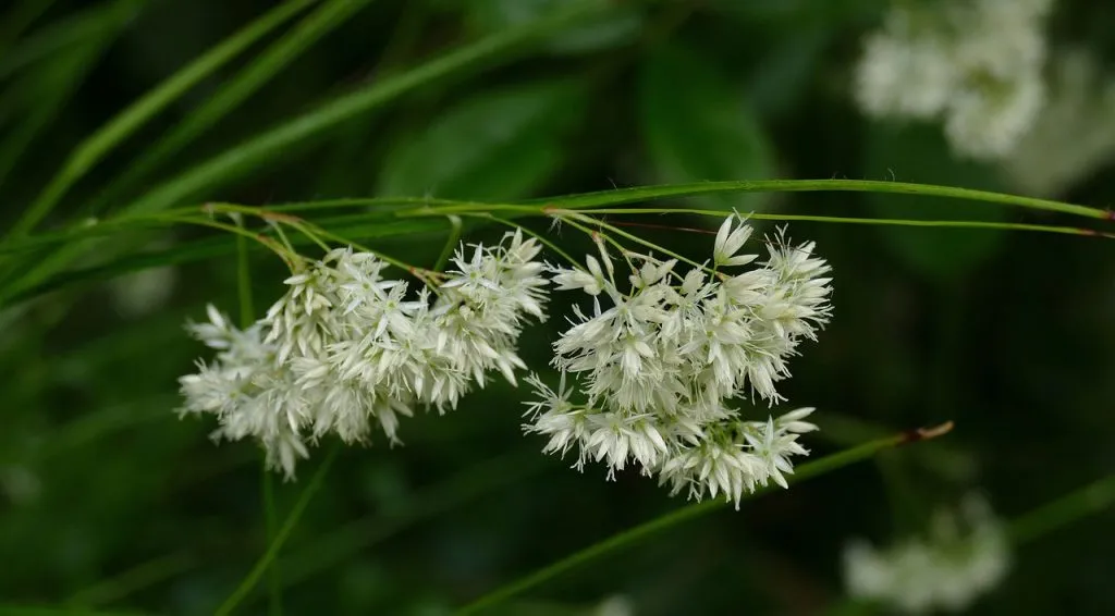 A flowering luzula perennial