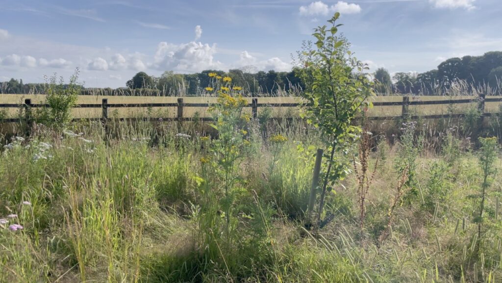A mid summer meadow
