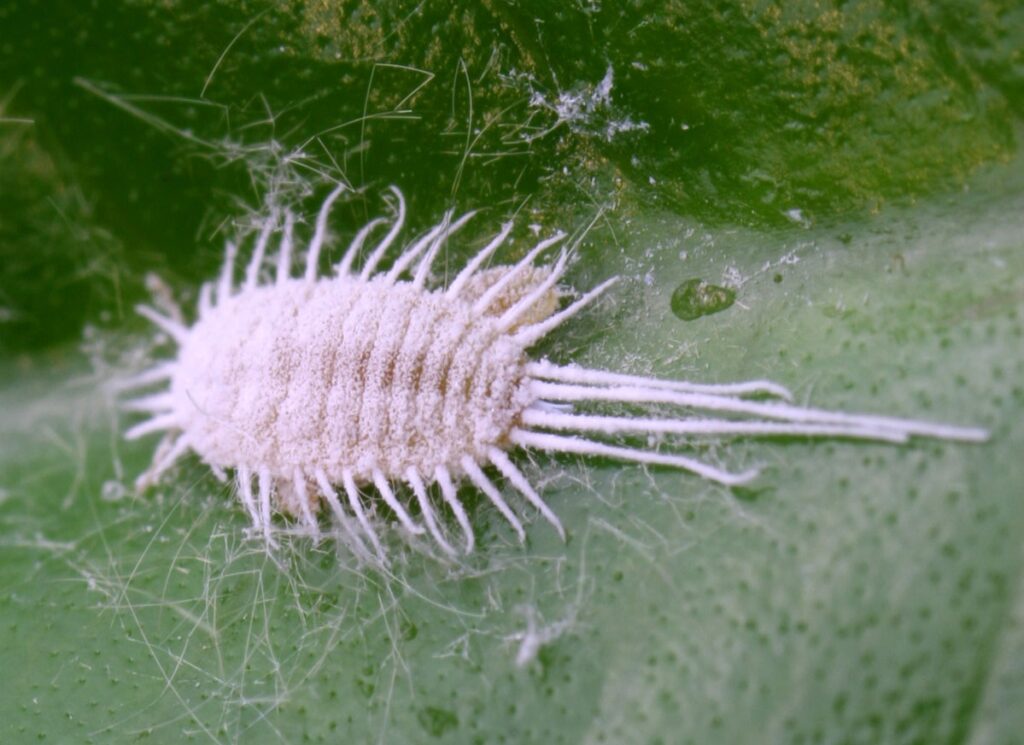 Mealy bug