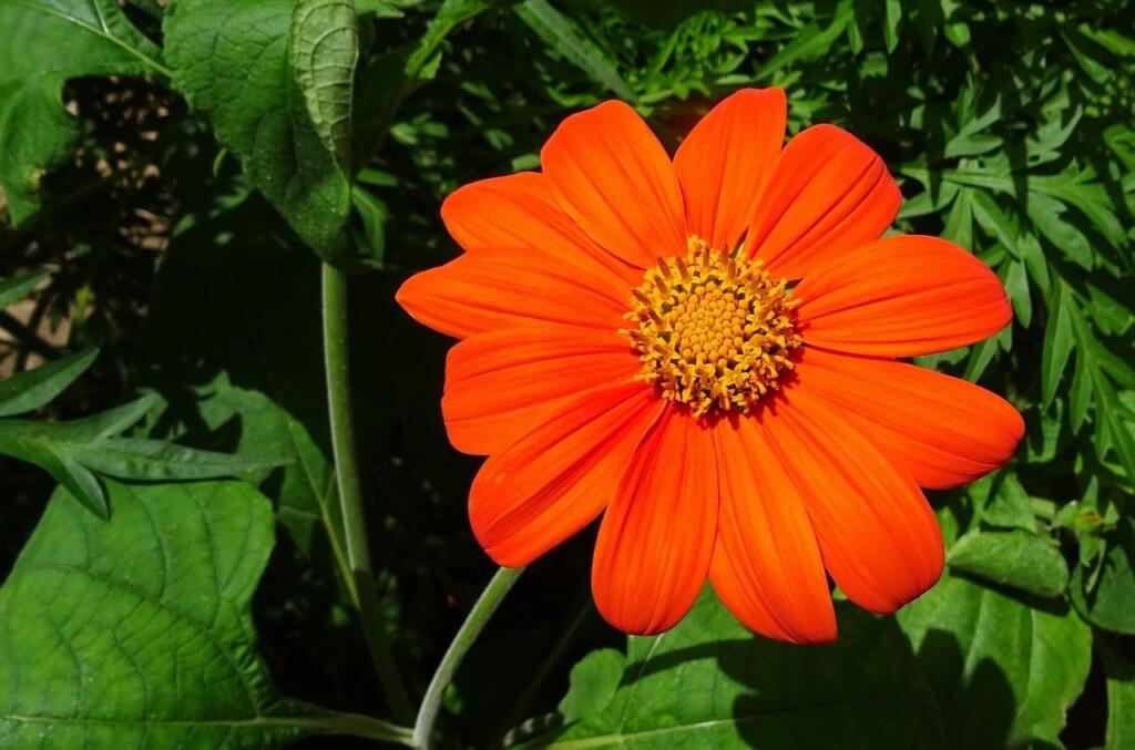 Orange sunflower