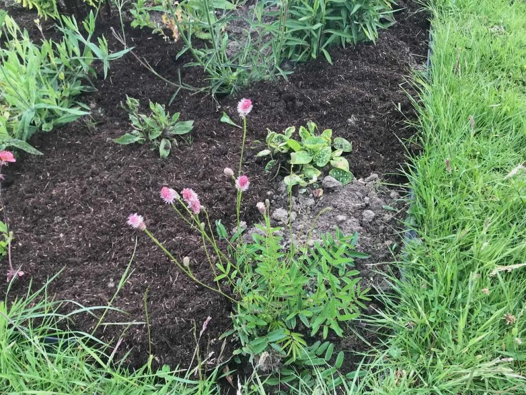 A heavily mulched garden flower bed