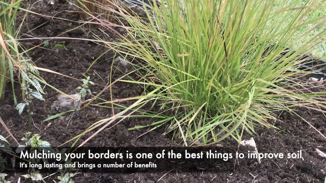 Mulching garden borders to help ground cover establish and suppress weeds