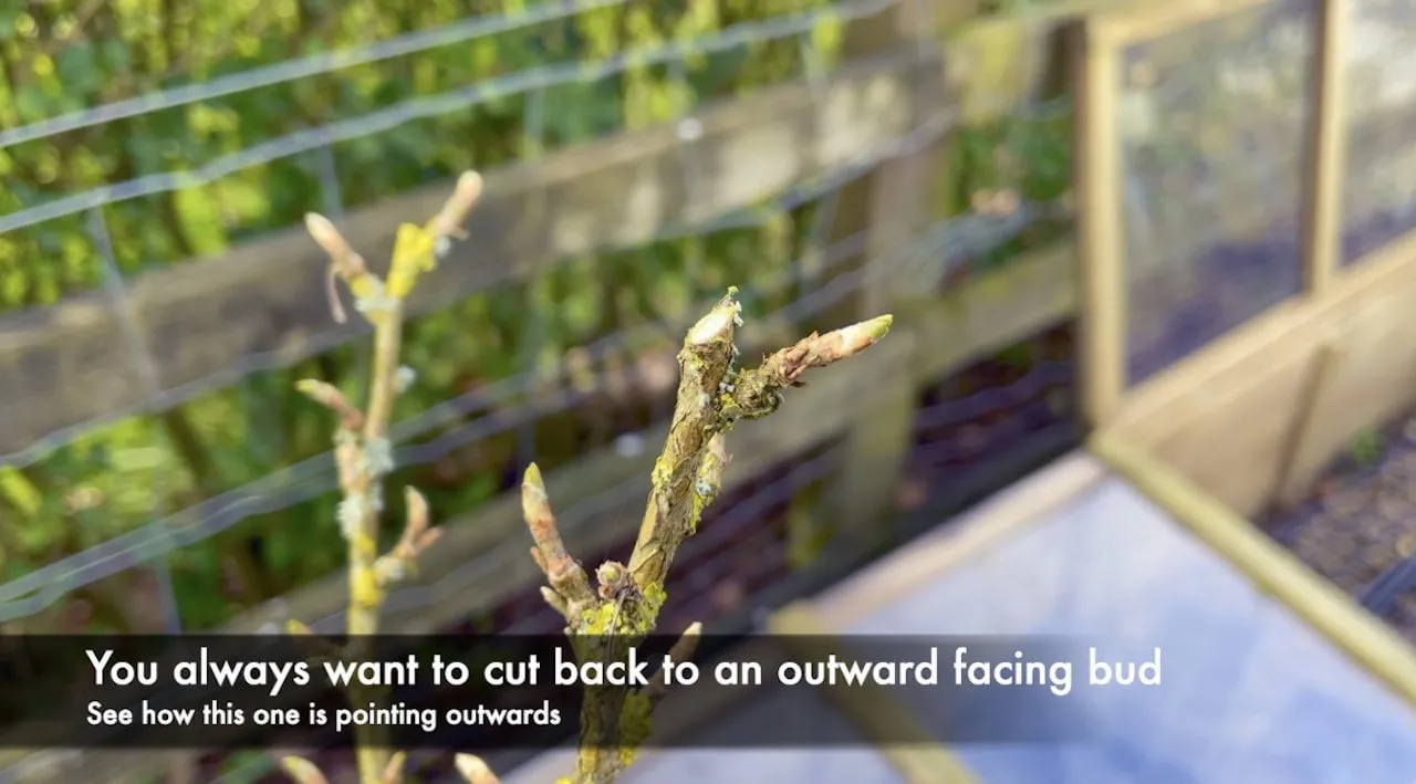 Making cuts on a gooseberry shrub