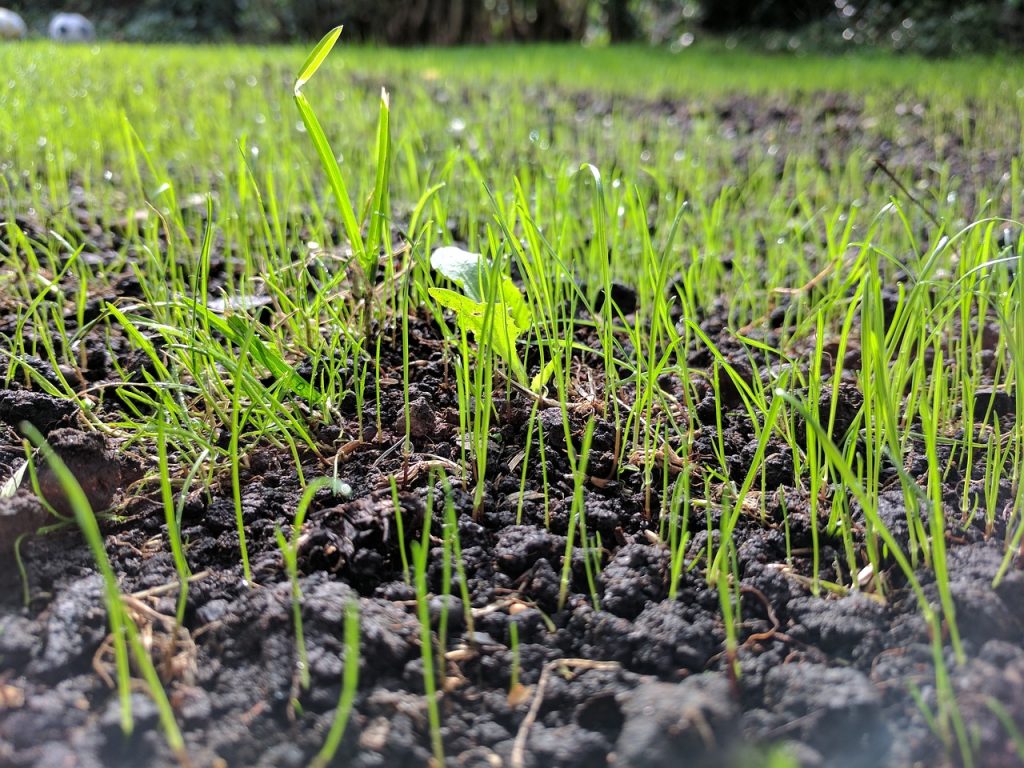 Lawn laid by seed