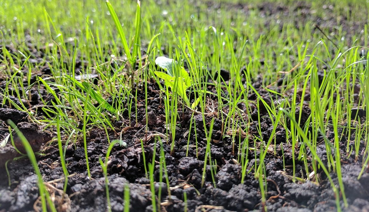 Lawn laid by seed