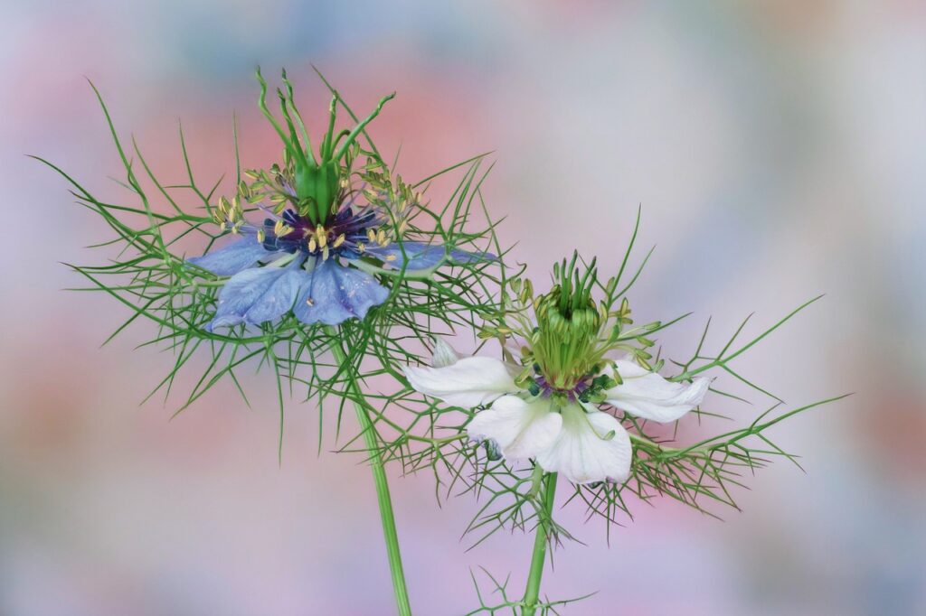 Flowers of Nigella or Love in a mist