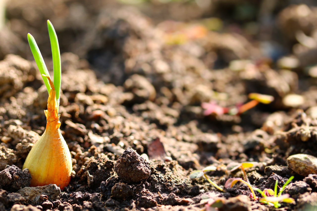 An onion set sprouting green shoots in prepared soil