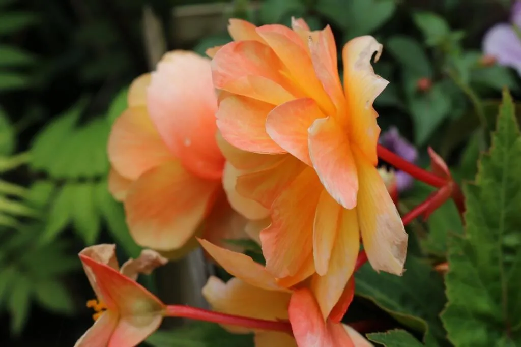 Orange annual bedding plants