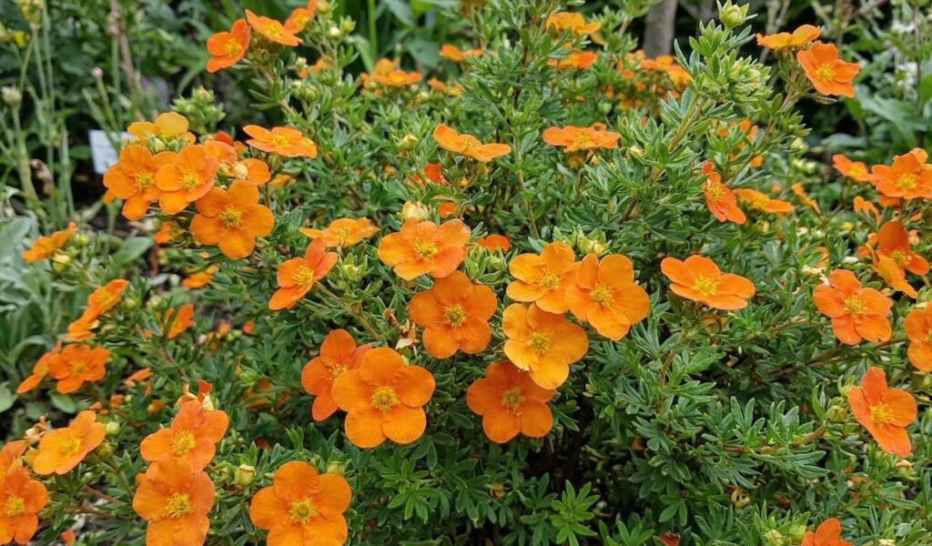 Orange potentilla flowers