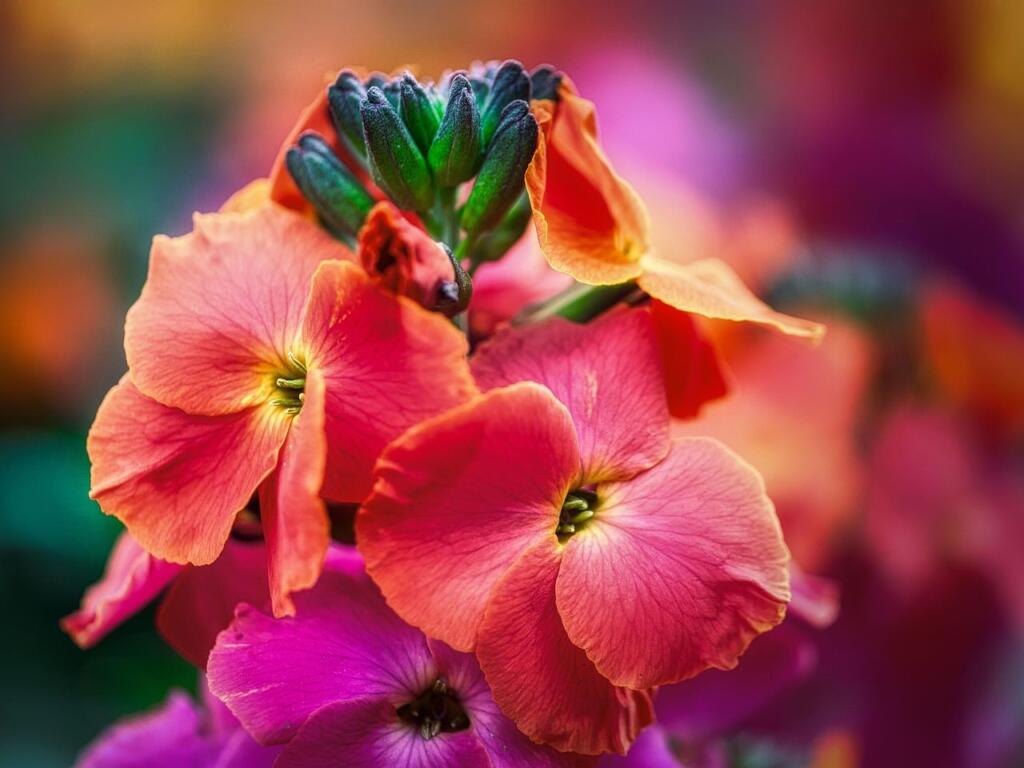 Orange wall flowers