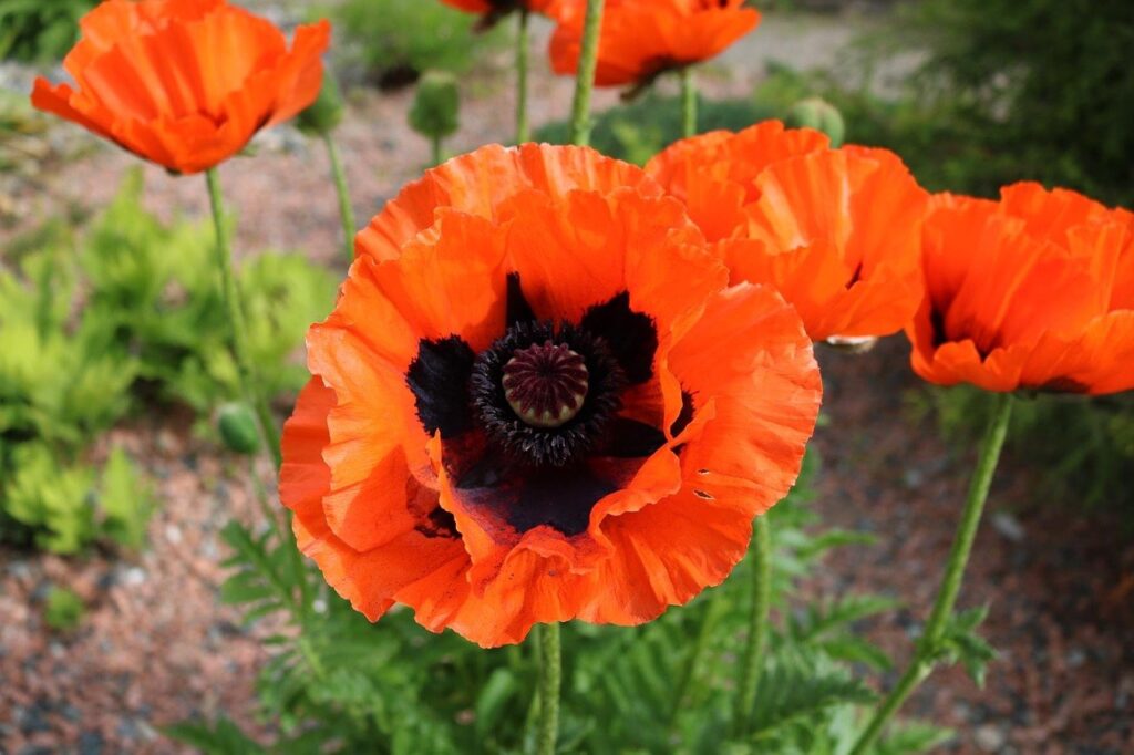 Red poppy flowers