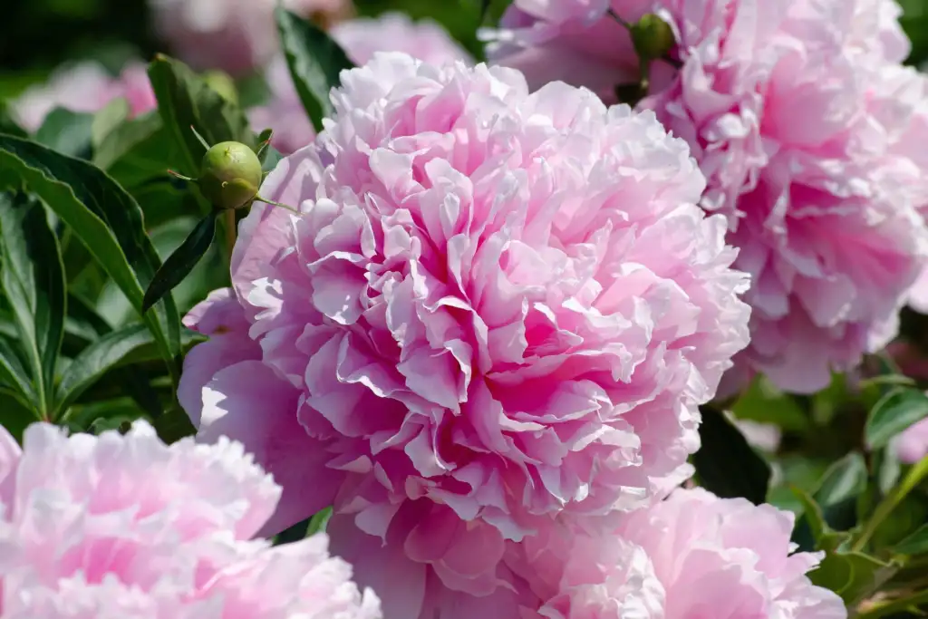 Paeonia lactiflora 'Sarah Bernhardt' with pale pink, fully double, ruffled flowers