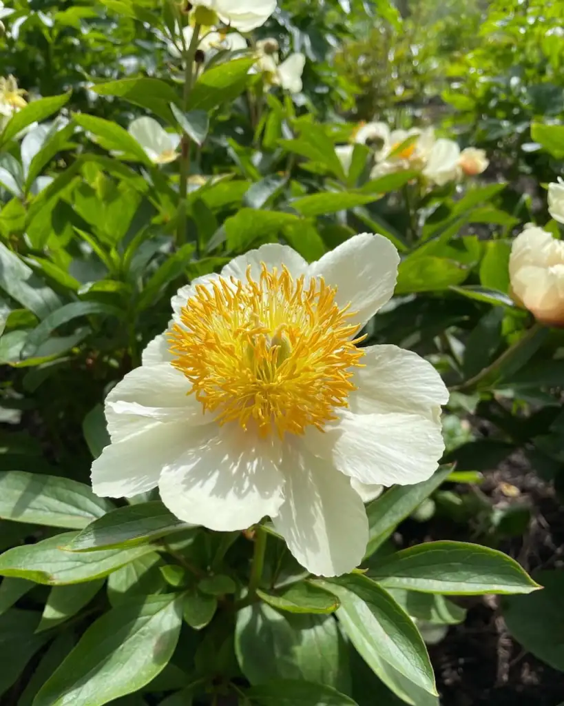 Paeonia lactiflora 'Claire de Lune' with creamy white single flowers and golden stamens