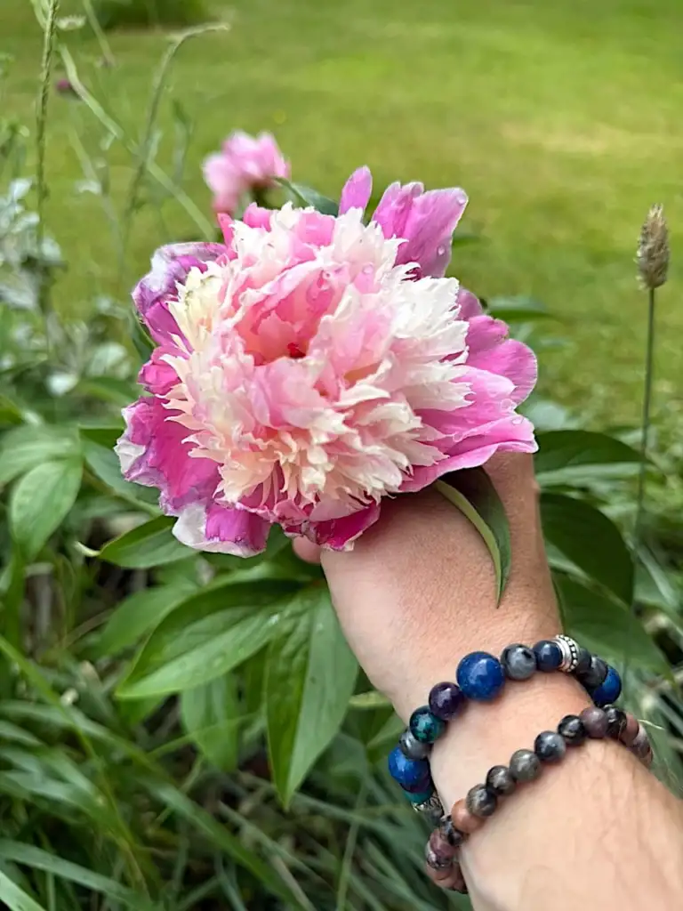 Paeonia lactiflora 'Koningin Wilhelmina' double pink and cream Peony flower held in Lee Burkhill's hand
