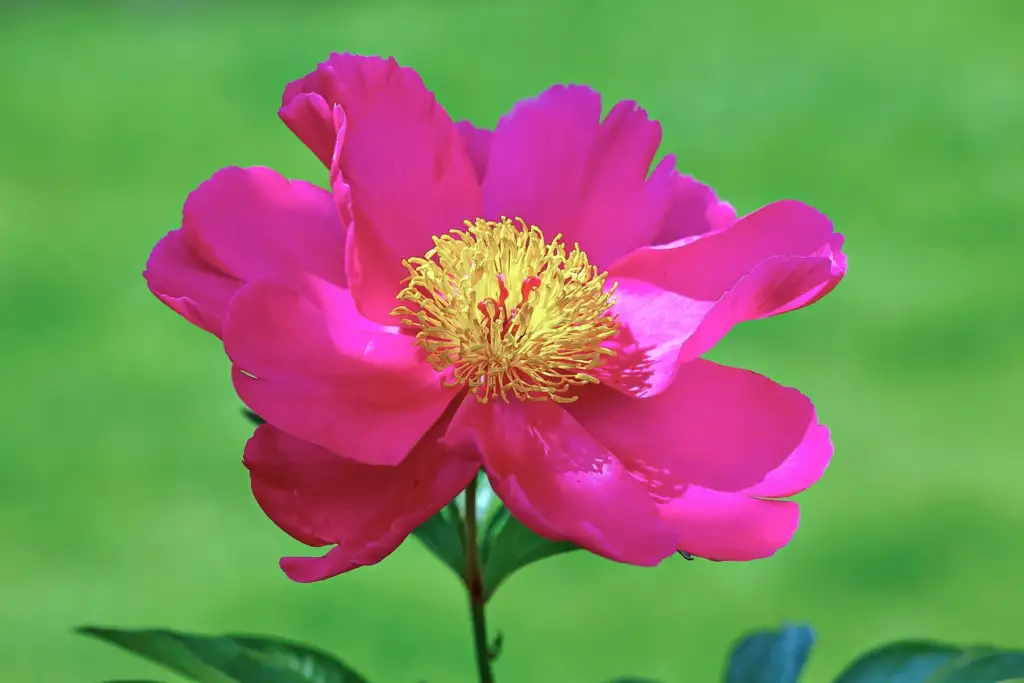 Paeonia lactiflora 'Tom Eckhardt' with deep fuchsia pink petals around a centre of golden stamens