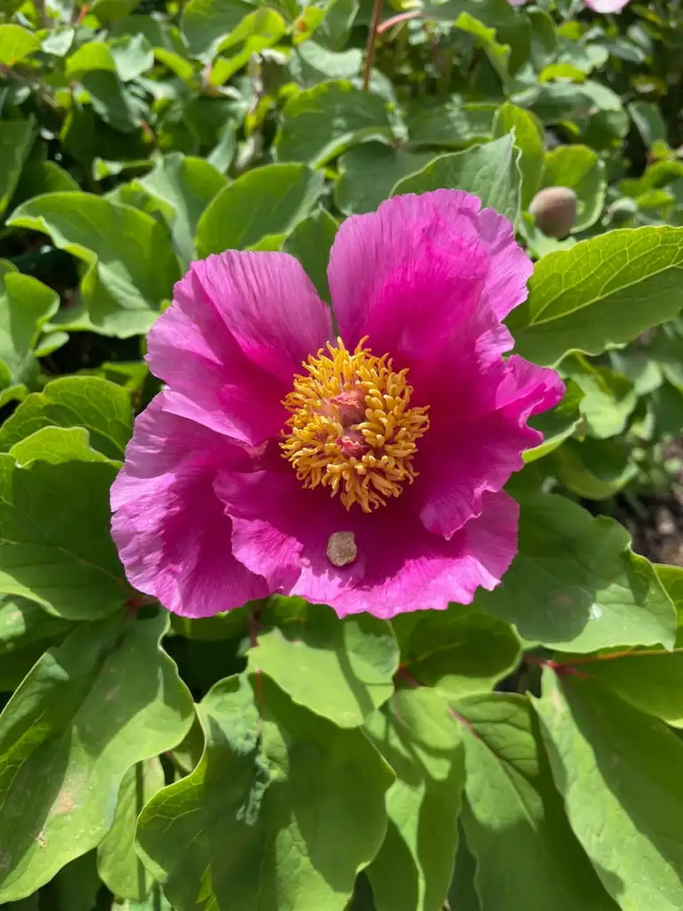 Paeonia officinalis with magenta pink flowers and yellow stamens