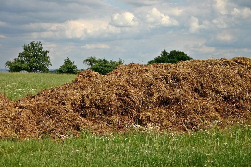 Pile of horse manure for the garden