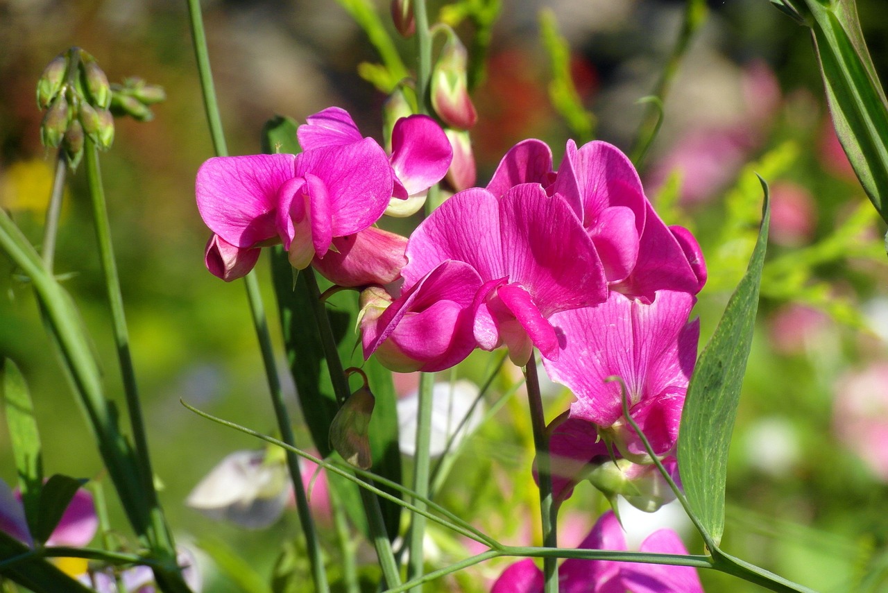 Pea flowers in the garden