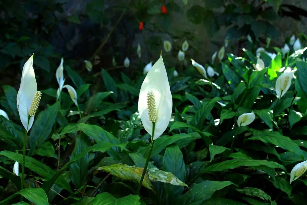 How to look after Peace Lilies