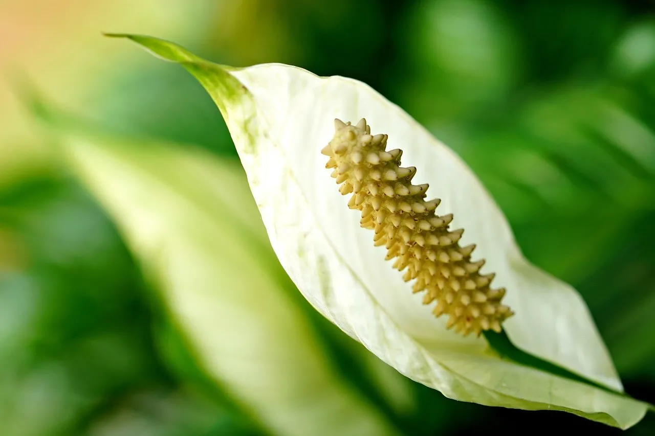 Peace lily houseplant guide by Lee Burkhill, a plant that prefers snug pots