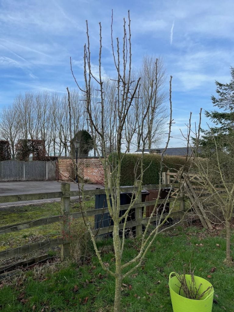 A pear tree after its been pruned