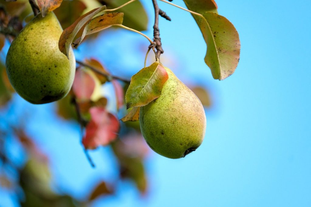 Pear tree pruning guide