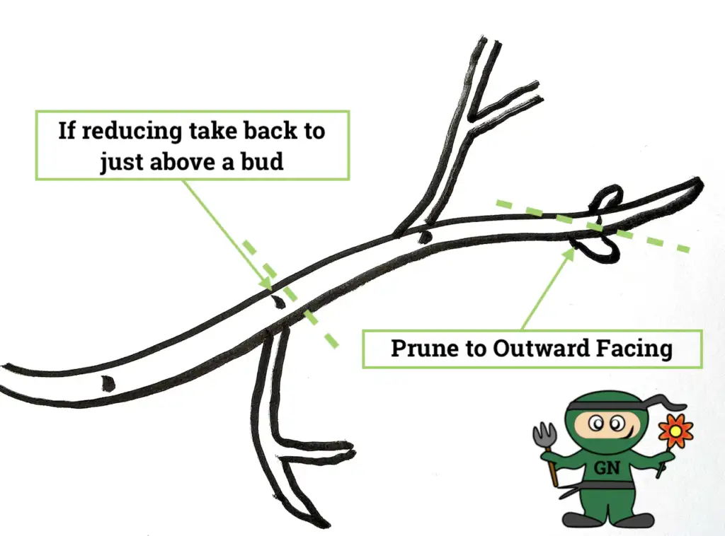 Pear tree pruning diagram showing where to make cuts, prune to an outward facing bud