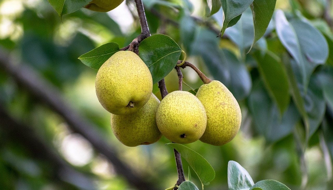 Pears on a tree